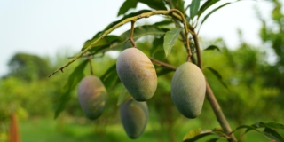 Coltivare il mango Coltivare il mango