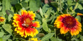 Gaillardia in vaso Gaillardia in vaso