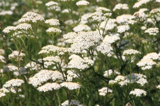 Achillea pianta Achillea pianta