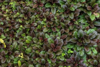 Ajuga Reptans Ajuga Reptans