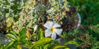 Dipladenia con foglie gialle Dipladenia con foglie gialle