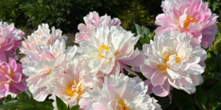 Fiori di peonia bianchi Fiori di peonia bianchi