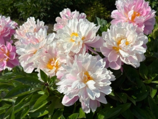 Fiori di peonia bianchi Fiori di peonia bianchi