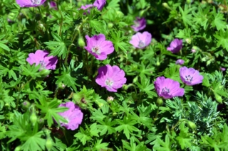 Geranium Sanguineum Geranium Sanguineum