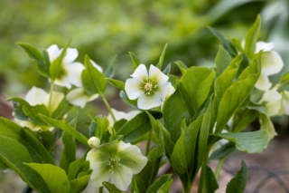 Helleborus Orientalis Helleborus Orientalis