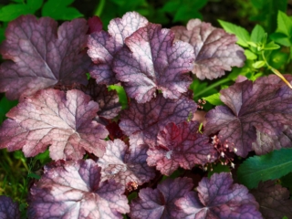 Heuchera plant Heuchera plant