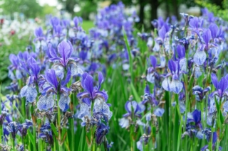 Iris flowers Iris flowers