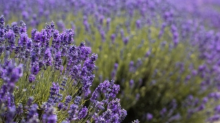 Lavanda fioritura Lavanda fioritura