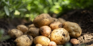 Patata (pianta)