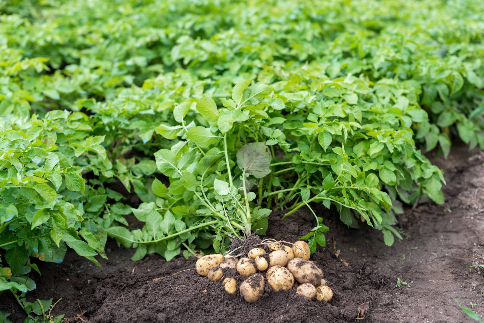 Le patate si sviluppano dal rigonfiamento della parte terminale degli stoloni sotterranei.