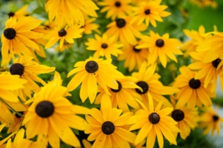 Rudbeckia flowers Rudbeckia flowers