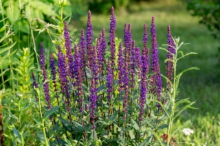 Salvia nemorosa Salvia nemorosa
