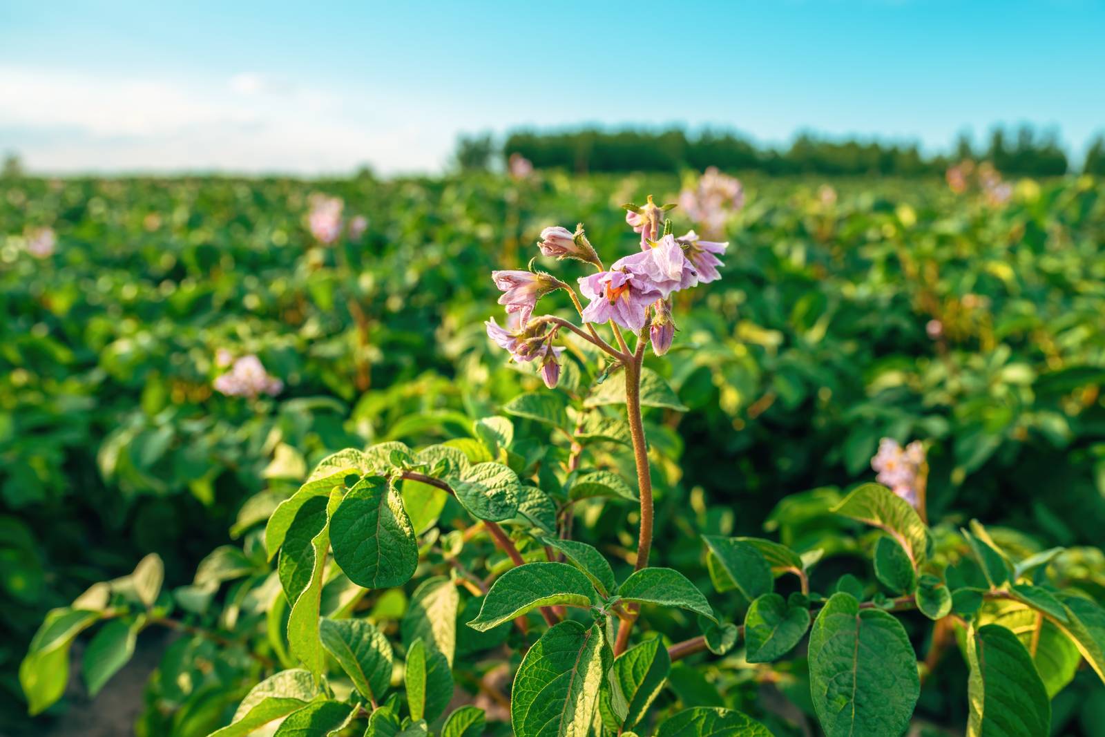 La pianta della patata fiorisce al termine della primavera, producendo infiorescenze delicate di colore rosa o bianco.