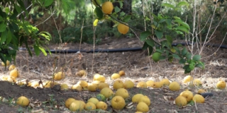 Limoni che si spaccano Limoni che si spaccano