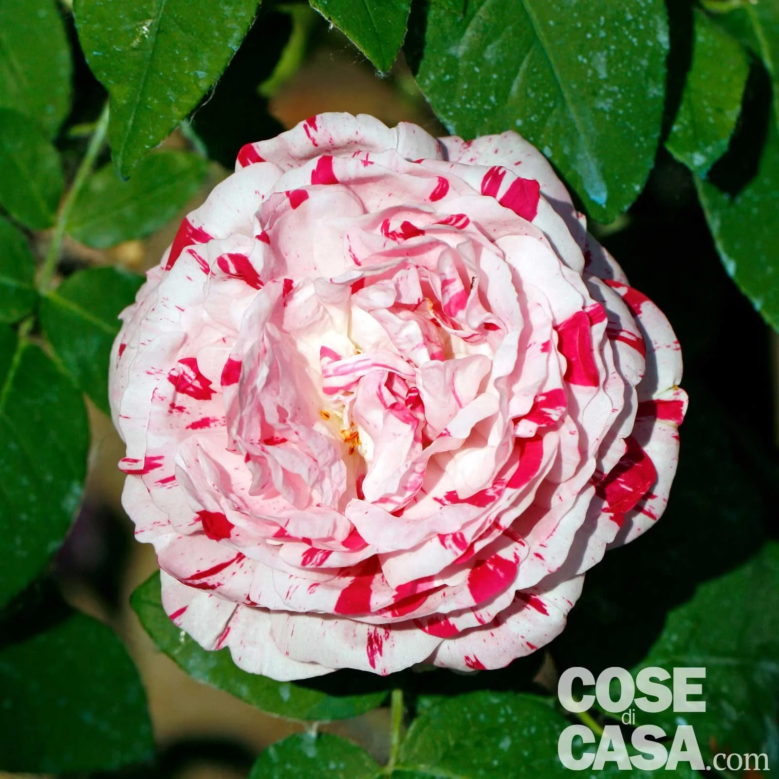 Un cespuglio di rose nere con alcuni fiori sopra.