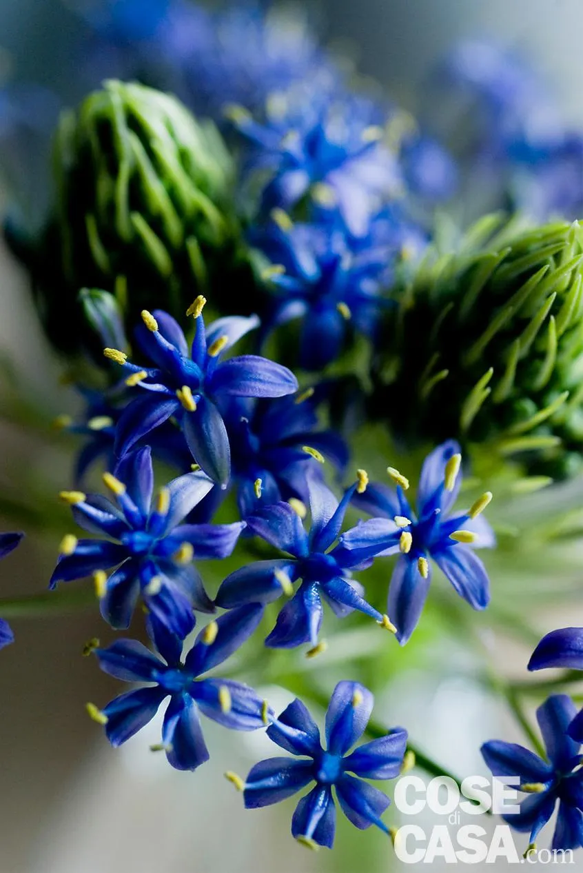 12 Piante fiorite da esterno per abbellire il giardino o il terrazzo