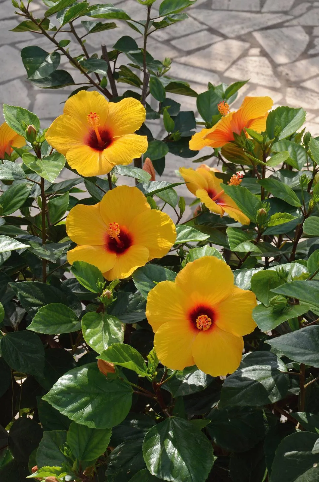POWERS TO FLOWERS - Ibisco Giallo, Rosa E Bianco (Hibiscus Tris) In Vaso 14cm - Pianta Vera Rifiorente + OMAGGIO SEGRETO